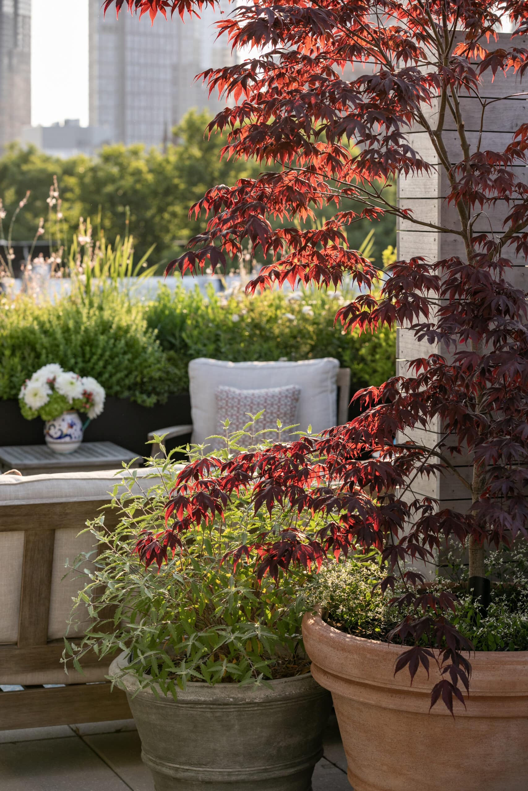 CLOSE UP RED JAPANESE MAPLE SKYLINE BACKGROUND